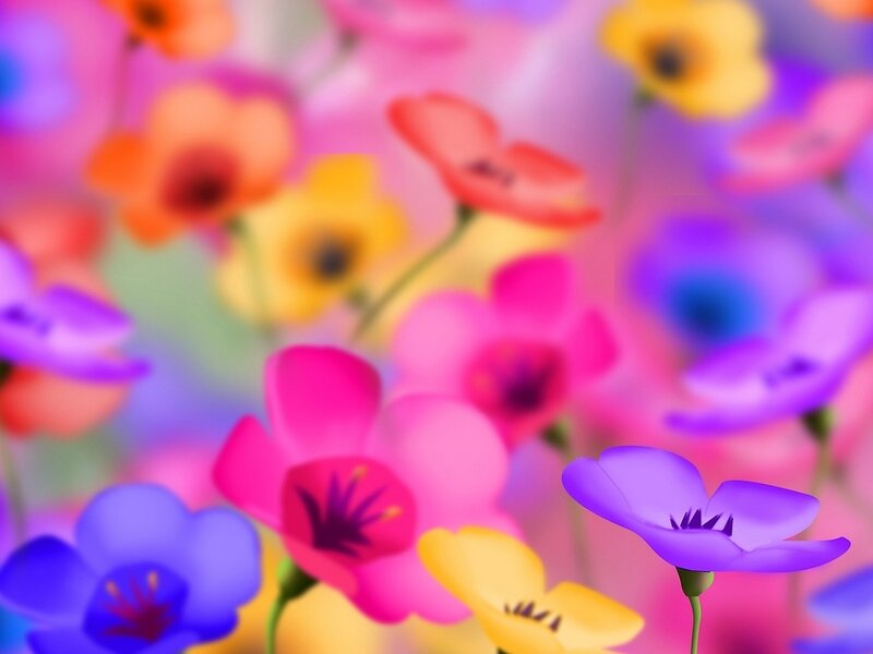 Colorful Flowers in Field