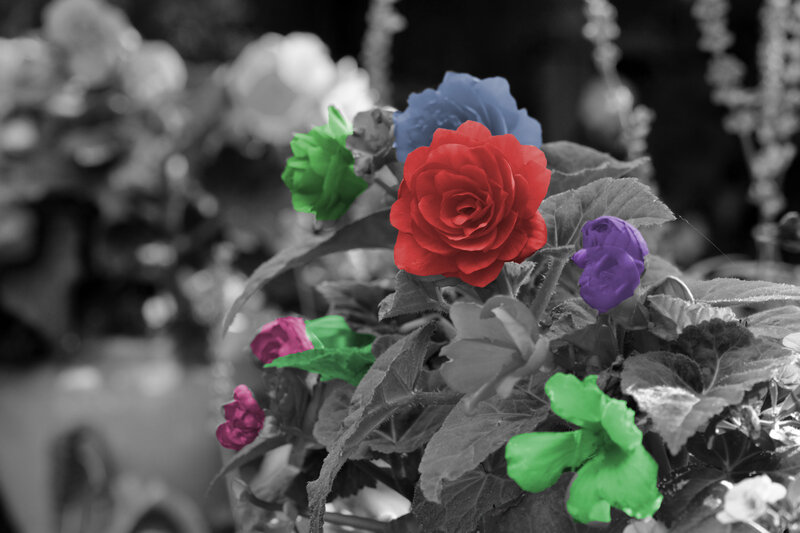 Colorful Flowers in Focus — Red