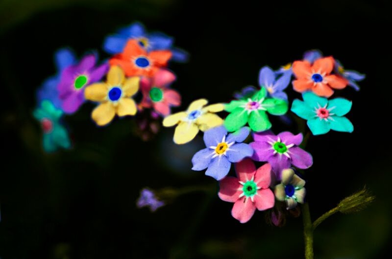 Colorful Flowers in Focus
