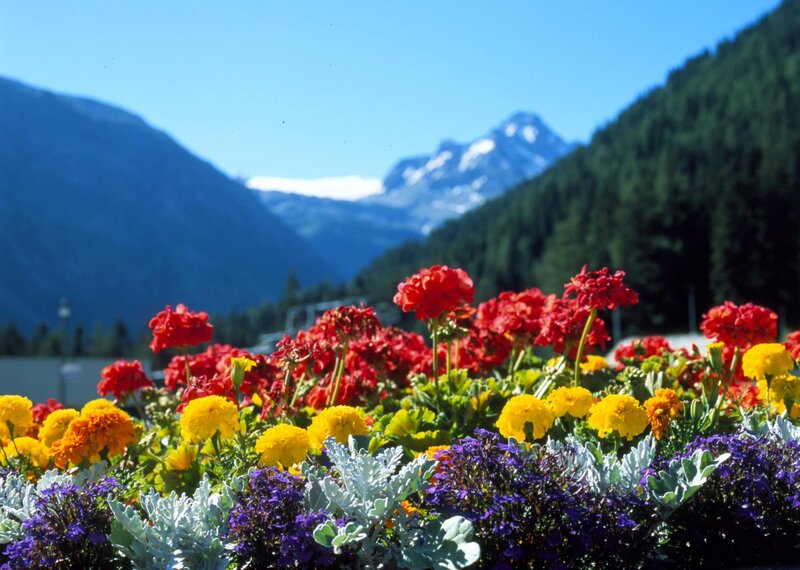 Colorful Flowers in Foreground — Red