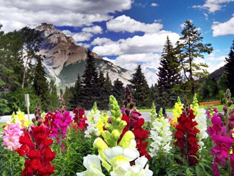 Colorful Flowers in Foreground