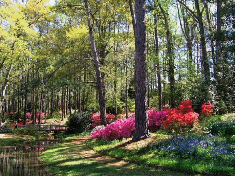 Colorful Flowers in Forest — Green