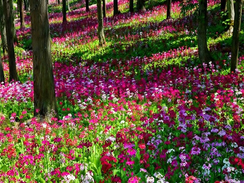 Colorful Flowers in Forest — Pink, Serene, Spring