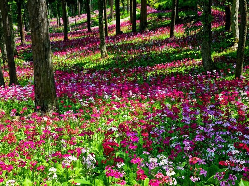 Colorful Flowers in Forest — Pink, Serene