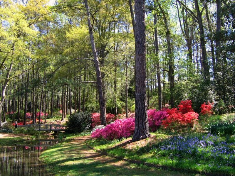 Colorful Flowers in Forest