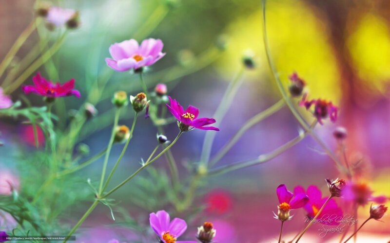 Colorful flowers in garden