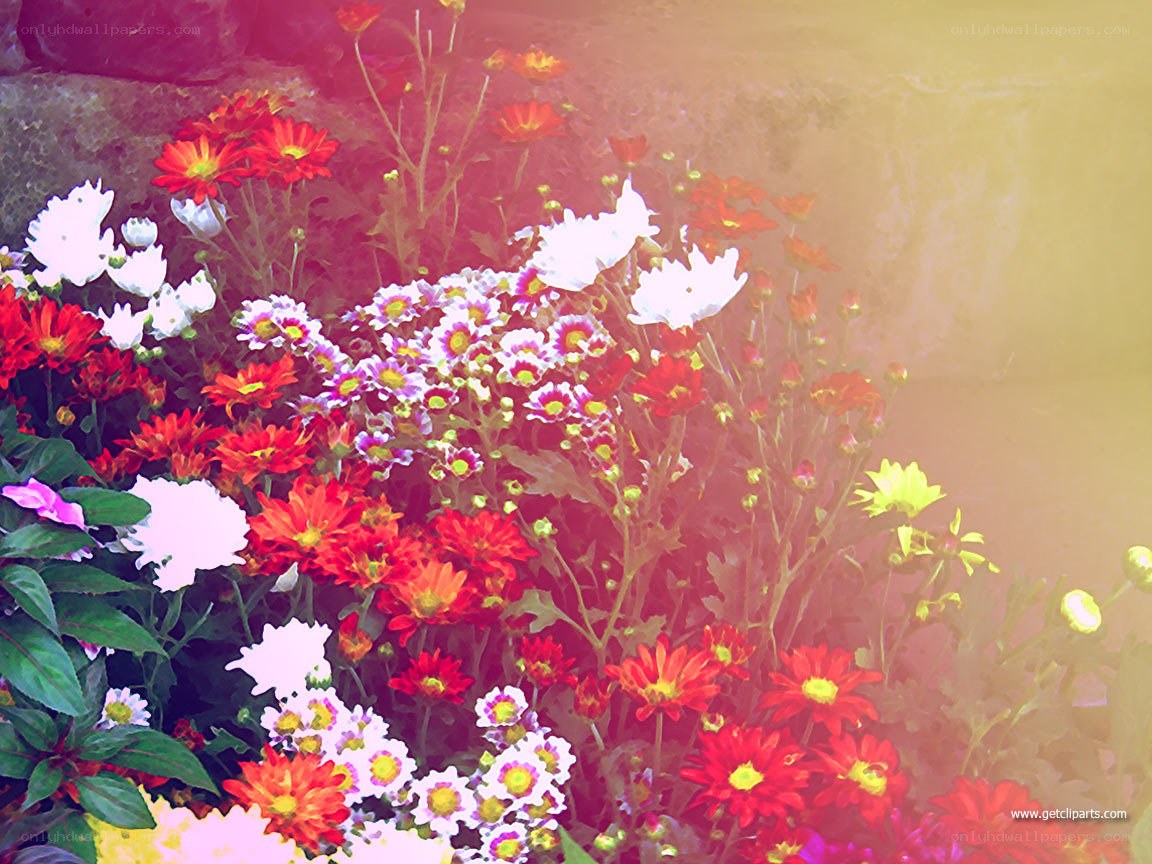 colorful flowers in garden