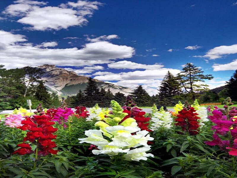 Colorful Flowers in Garden — Blue