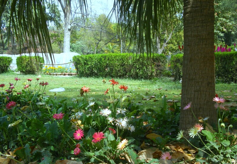 Colorful Flowers in Garden — Green, Serene, Afternoon