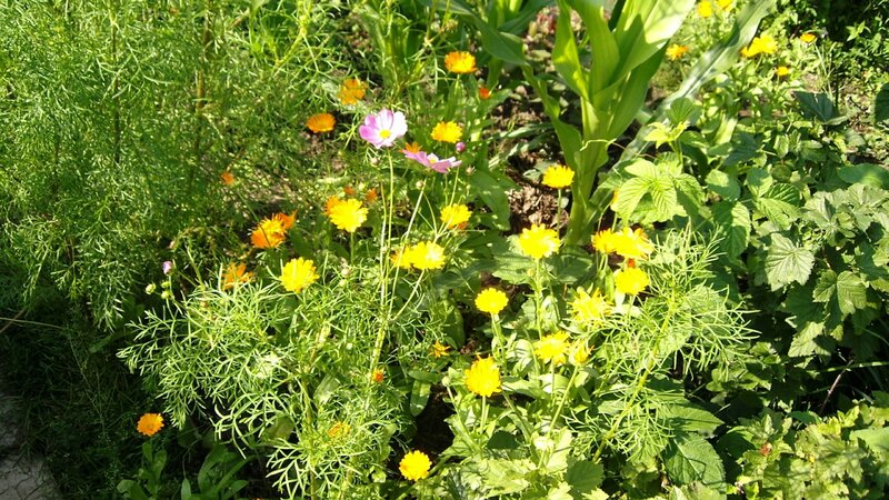 Colorful Flowers in Garden — Green
