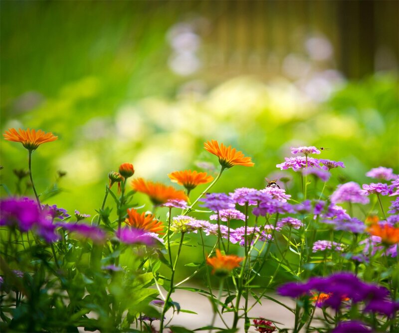 Colorful Flowers in Garden — Orange, Serene, Afternoon