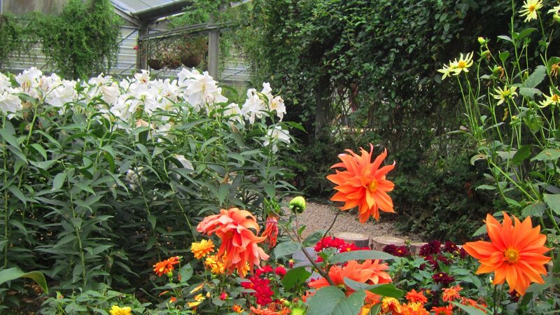 Colorful Flowers in Garden — Orange, Serene