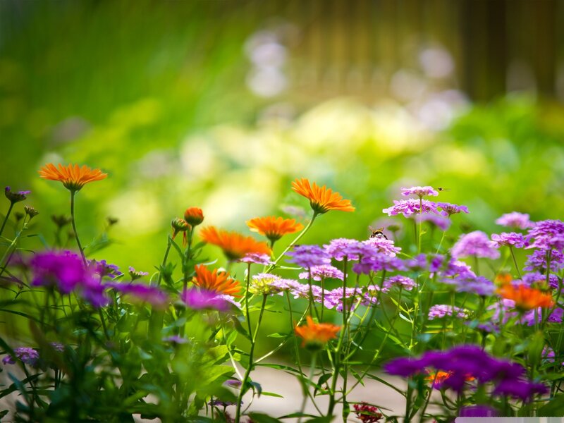 Colorful Flowers in Garden — Orange