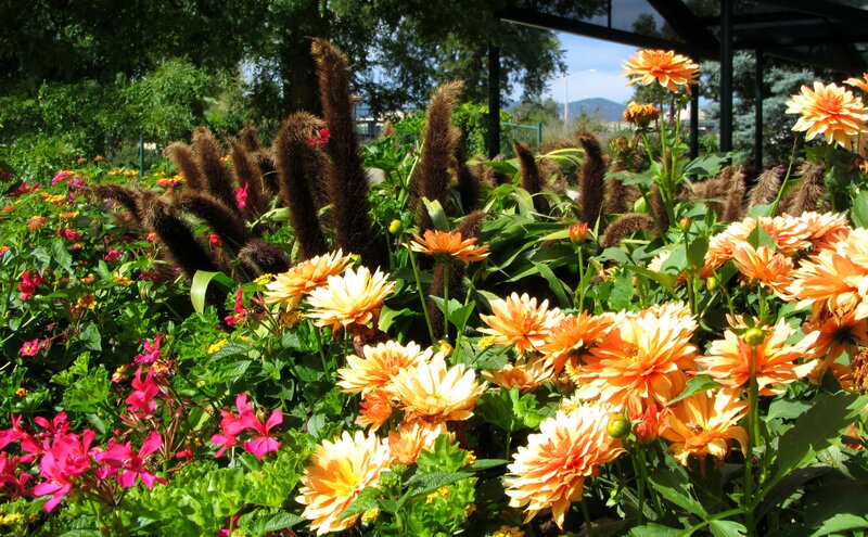 Colorful Flowers in Garden — Orange, Vibrant