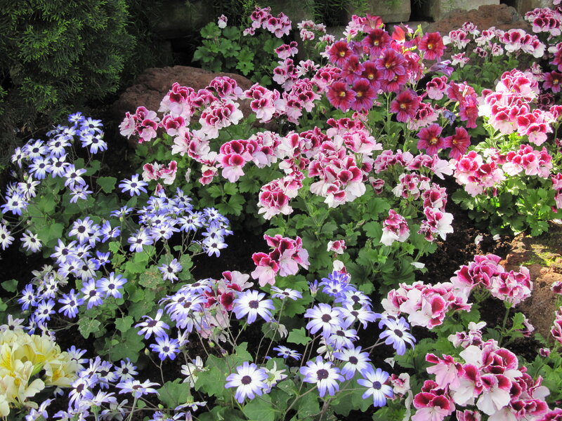Colorful Flowers in Garden — Pink, Calm, Afternoon, Photograph, Green Leaves