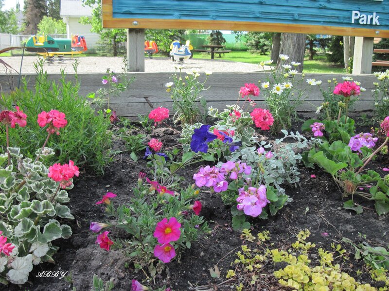 Colorful Flowers in Garden — Pink, Calm, Afternoon
