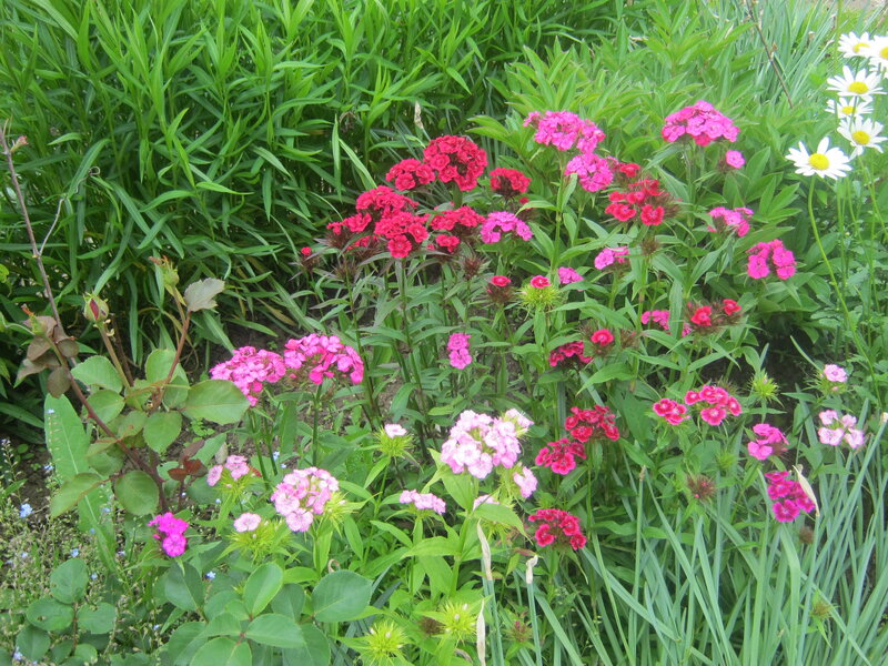 Colorful Flowers in Garden — Pink, Calm