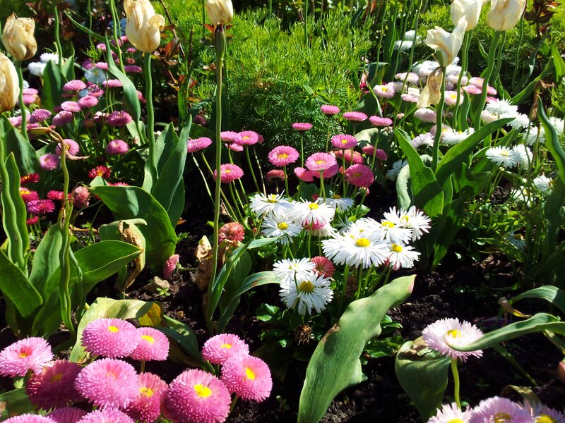 Colorful Flowers in Garden — Pink, Serene, Afternoon