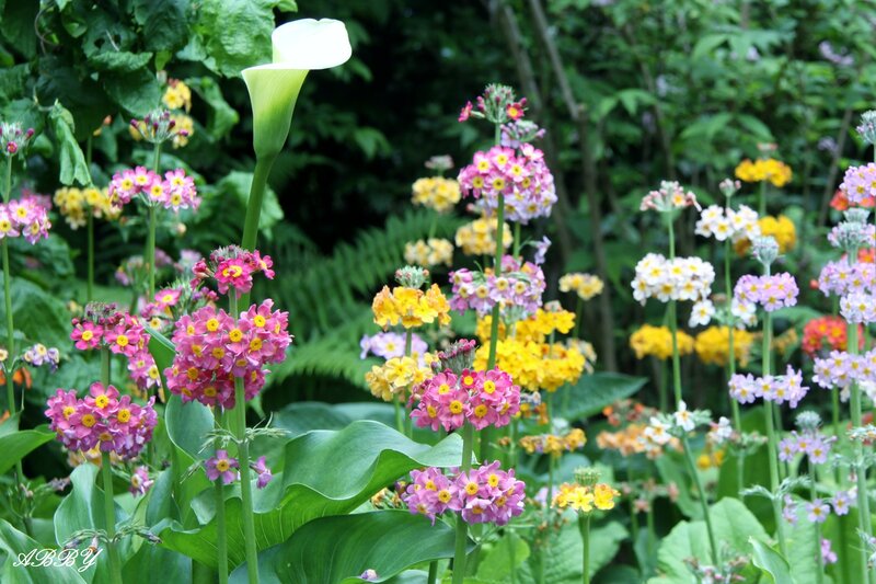 Colorful Flowers in Garden — Pink, Serene, Spring