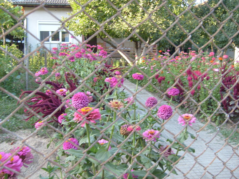 Colorful Flowers in Garden — Pink