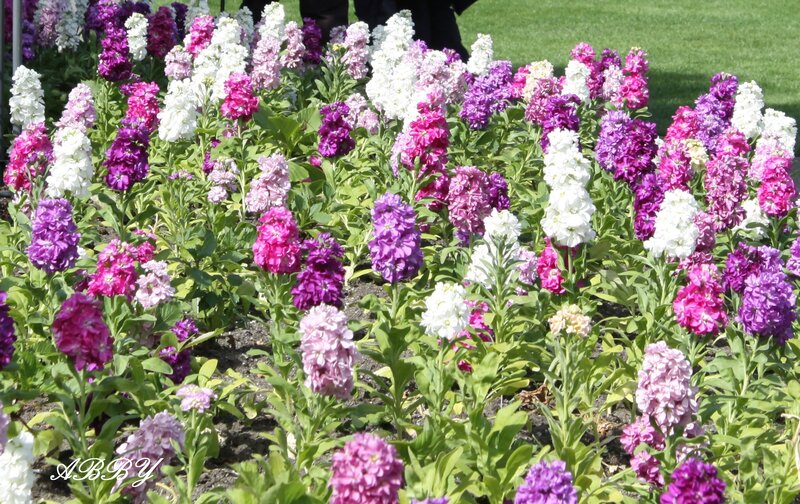 Colorful Flowers in Garden — Purple, Calm, Afternoon