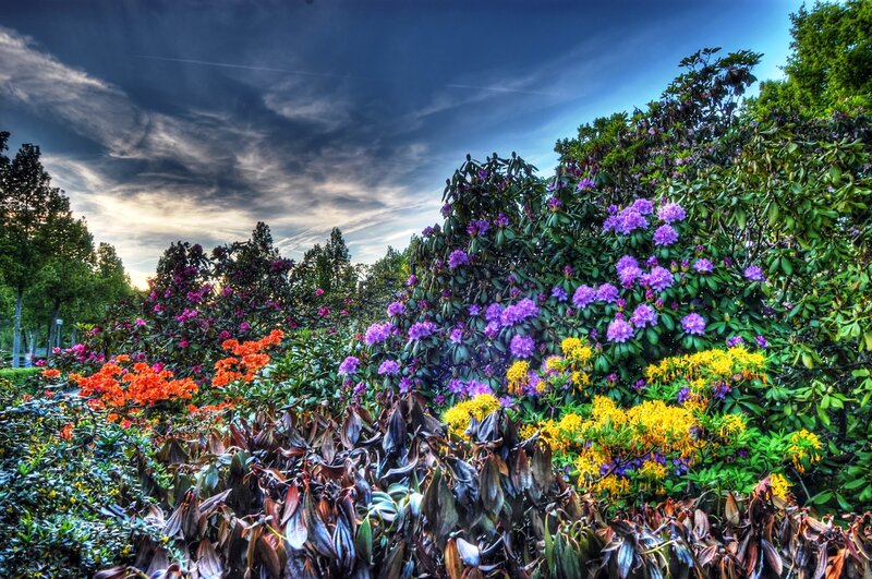 Colorful Flowers in Garden — Purple, Dramatic