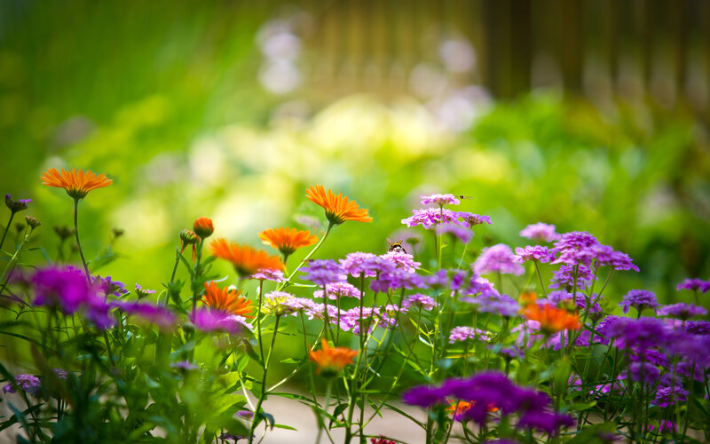 Colorful Flowers in Garden — Purple, Serene, Afternoon