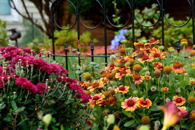 Colorful Flowers in Garden — Red, Calm