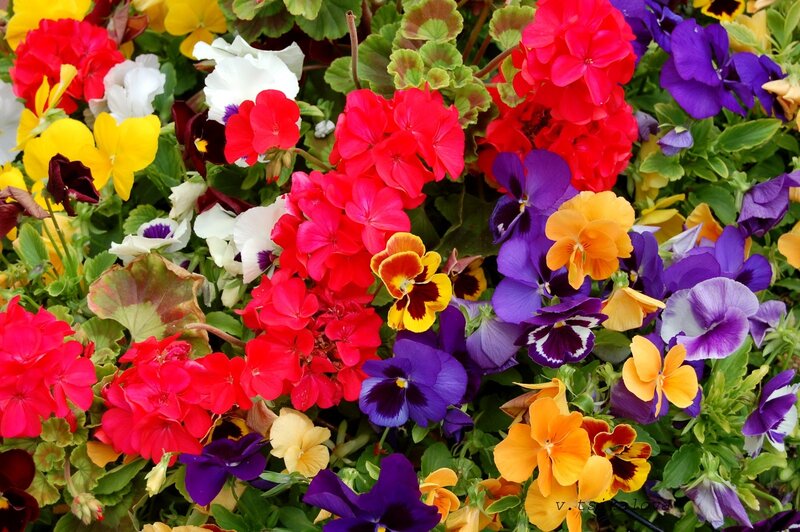 Colorful Flowers in Garden — Red, Vibrant, Spring