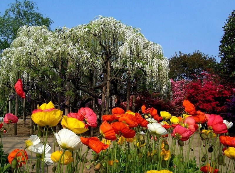 Colorful Flowers in Garden — White