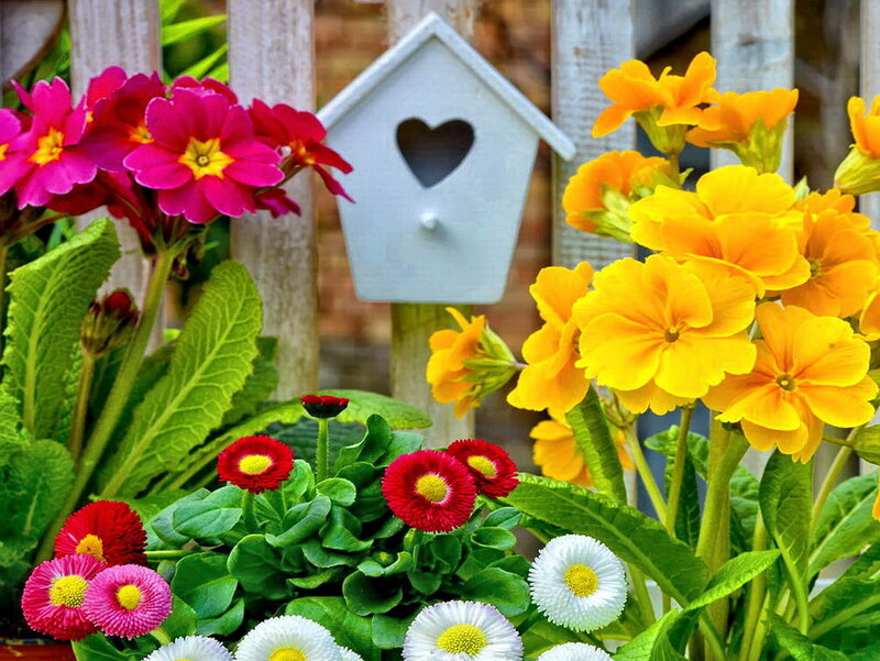 Colorful Flowers in Garden — Yellow, Serene, Spring