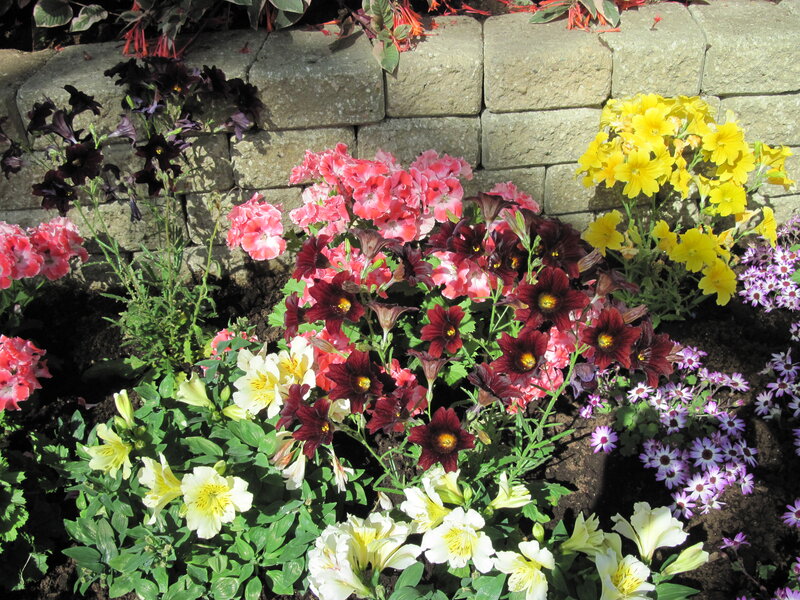 Colorful Flowers in Garden — Yellow, Vibrant, Afternoon
