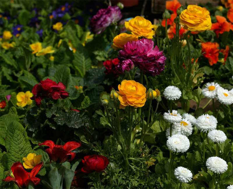 Colorful Flowers in Garden — Yellow, Vibrant, Spring, Photograph