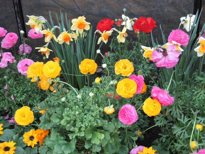 Colorful Flowers in Garden — Yellow, Vibrant, Spring