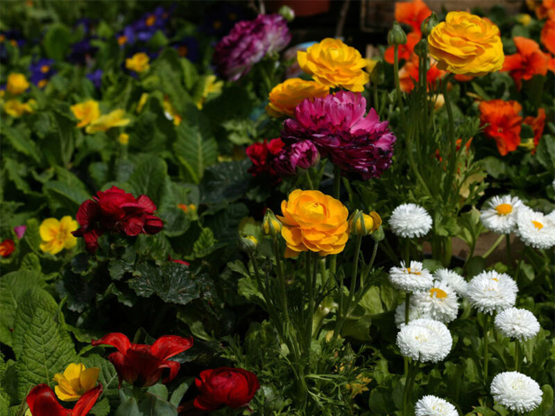Colorful Flowers in Garden — Yellow, Vibrant
