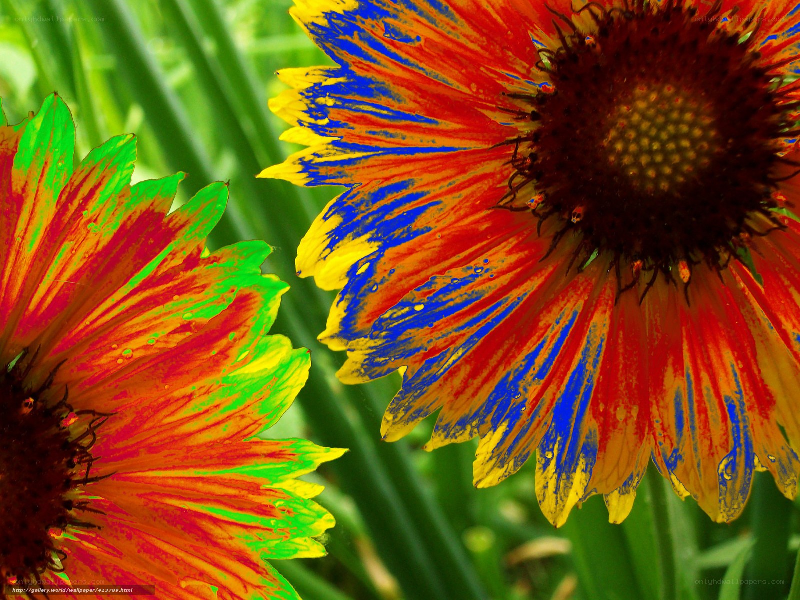Colorful flowers in garden