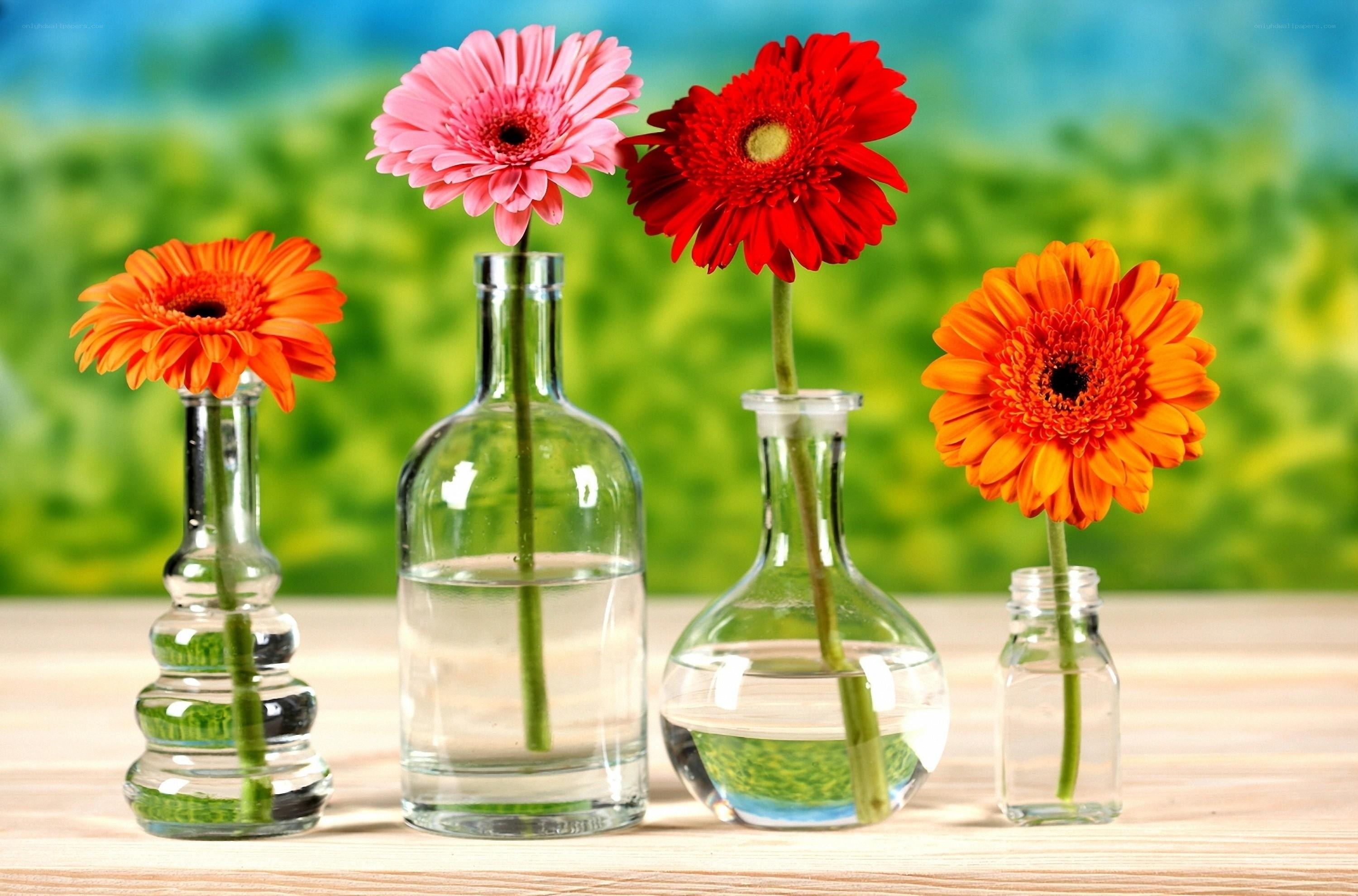 Colorful flowers in glass vases