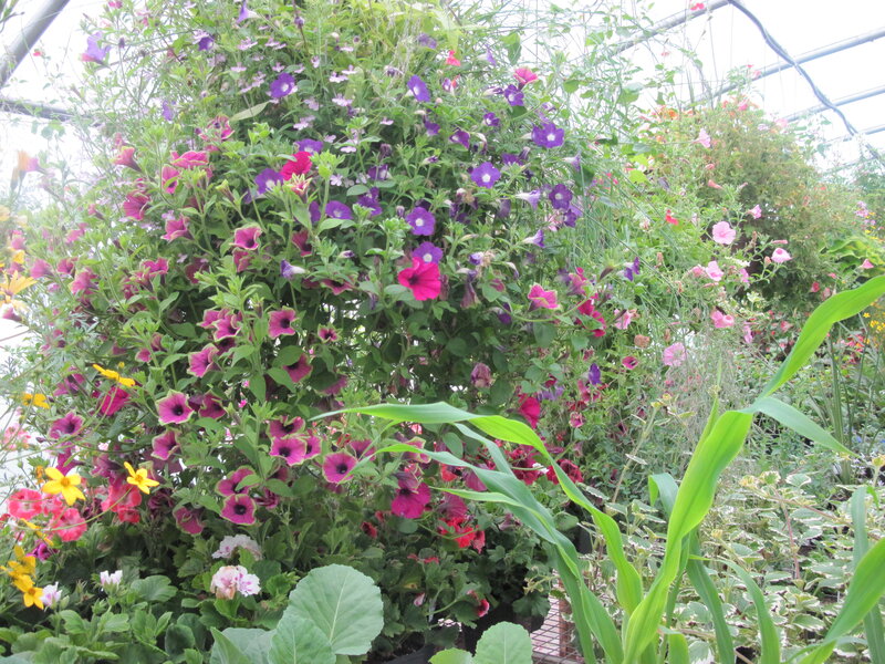 Colorful Flowers in Hanging Basket — Purple