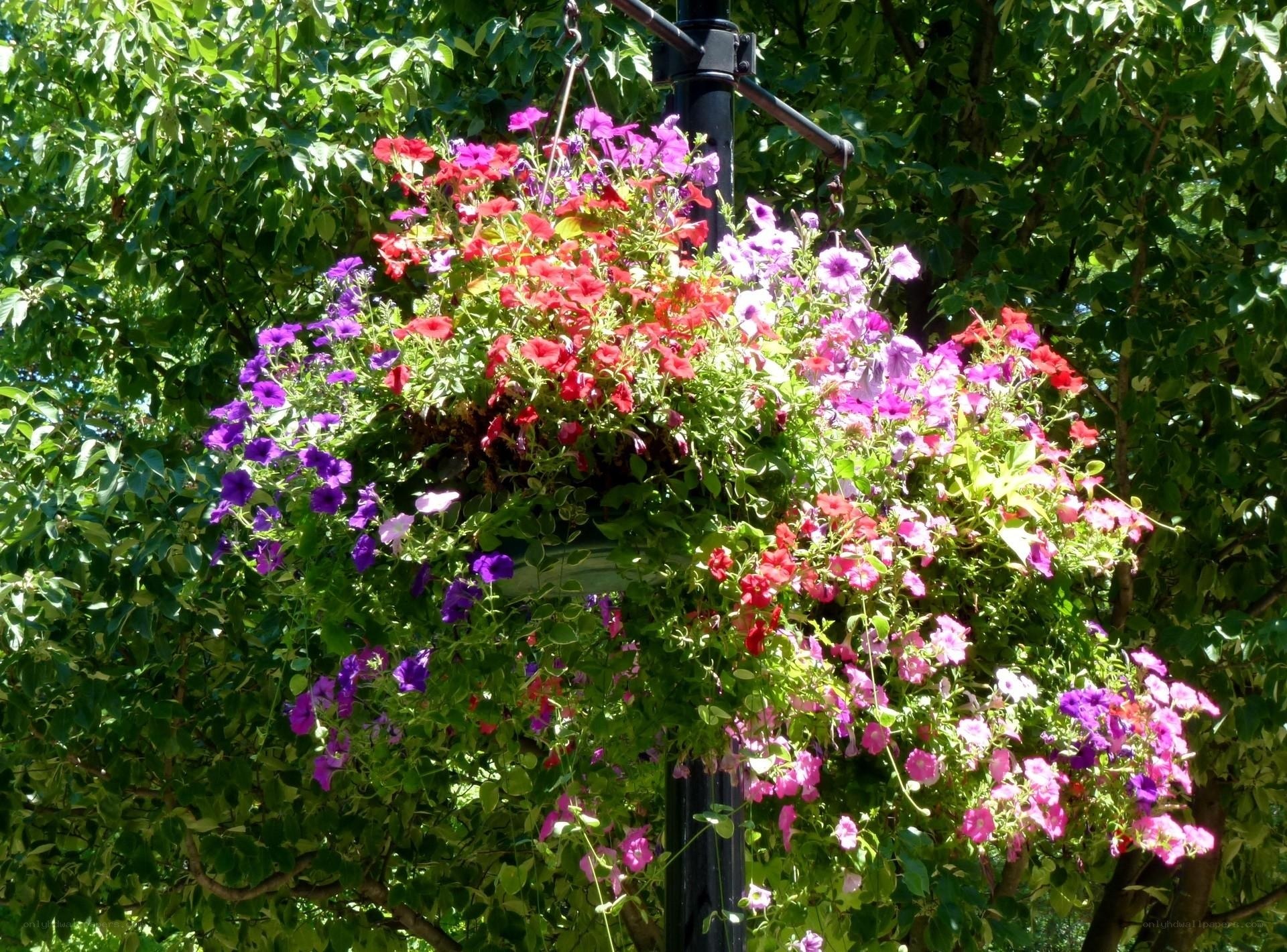 Colorful flowers in hanging basket