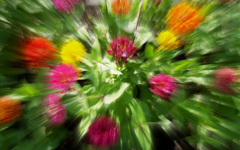 Colorful Flowers in Motion — Green