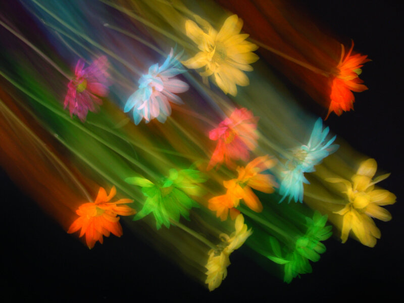 Colorful flowers in motion