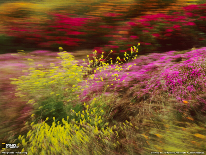 Colorful Flowers in Motion — Yellow