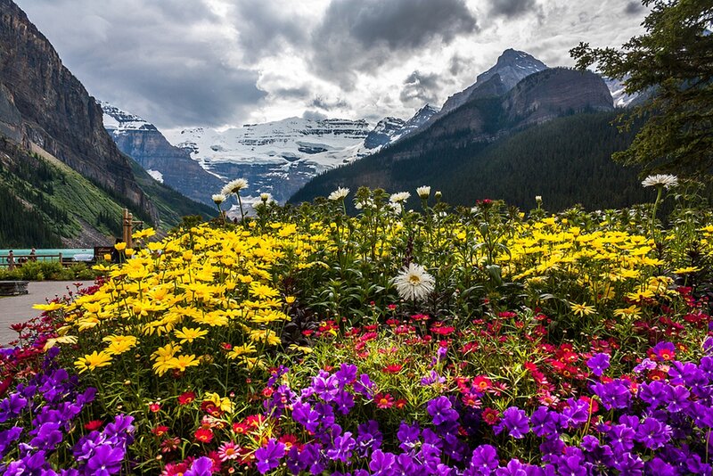 Colorful Flowers in Mountain Valley