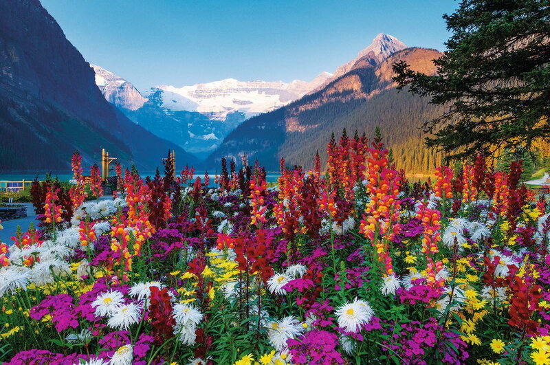 Colorful Flowers in Mountains — Purple