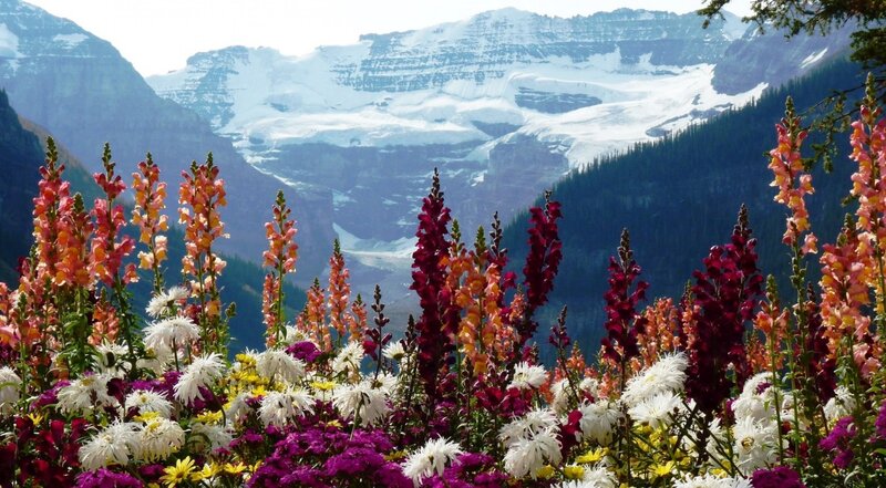 Colorful Flowers in Mountains