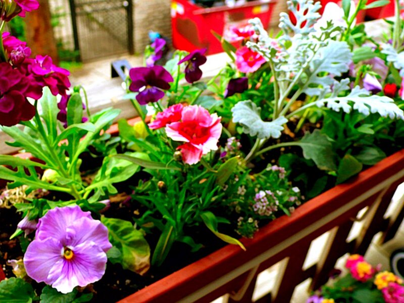 Colorful Flowers in Planter — Purple