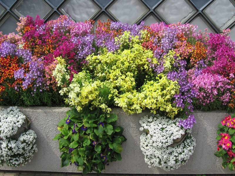Colorful Flowers in Planter