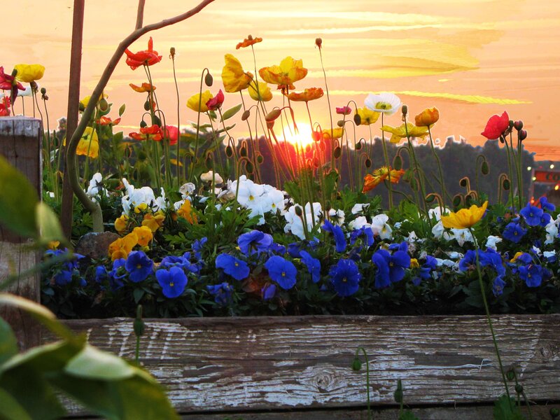 Colorful Flowers in Planter — Yellow