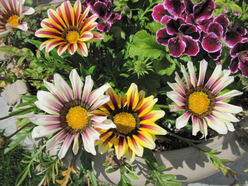 Colorful Flowers in Pot