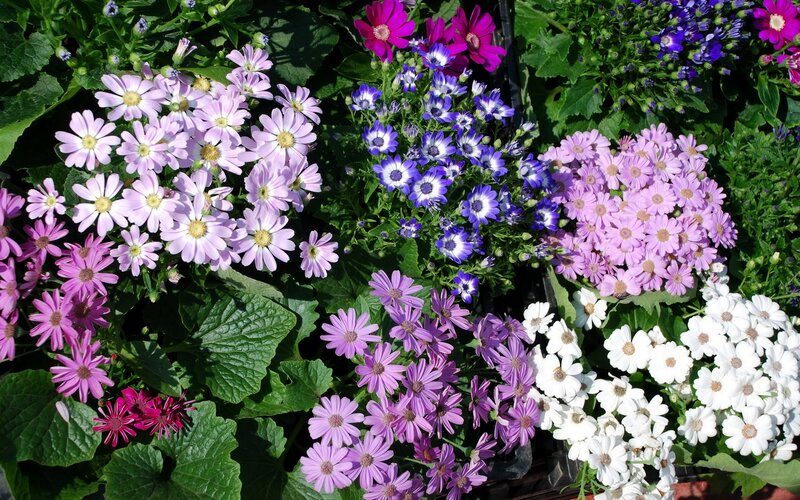 Colorful Flowers in Pots — Purple, Bright